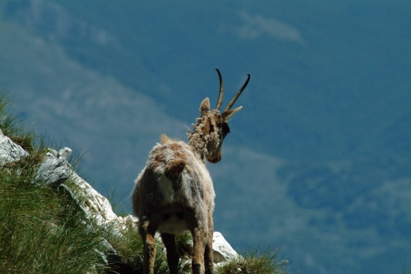 Camoscio d''Abruzzo Rupicapra pyrenaica ornata